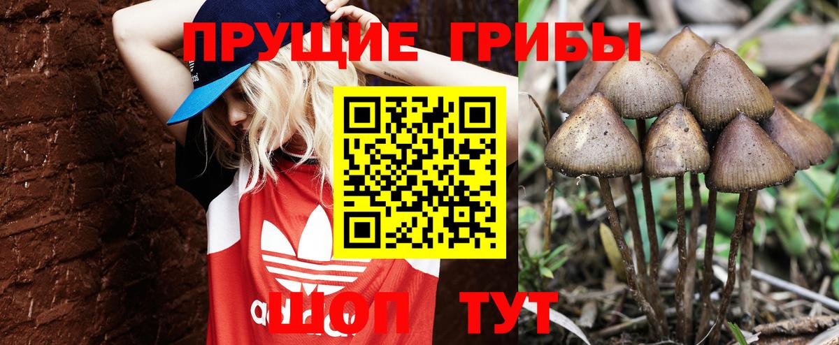 Псилоцибиновые грибы Cubensis Иркутск